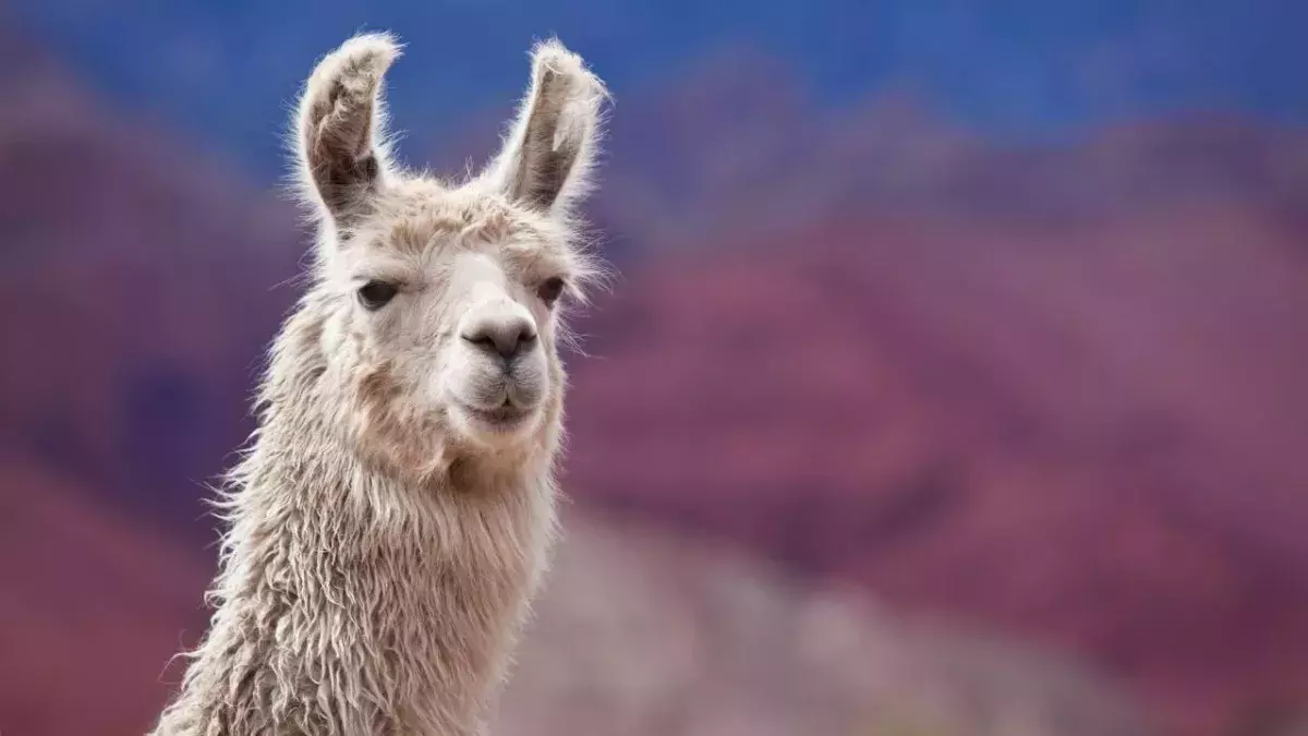 Llama based COVID immune therapy proves promising in early trials