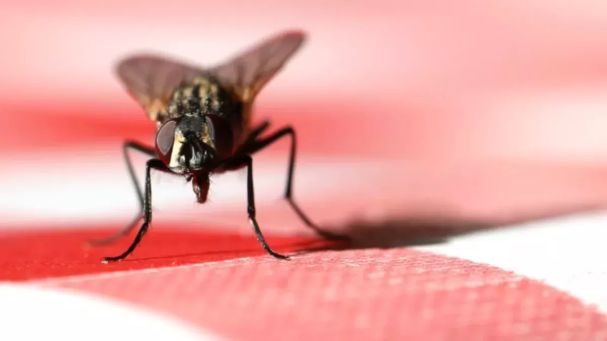 A man blows up his kitchen trying to kill a fly
