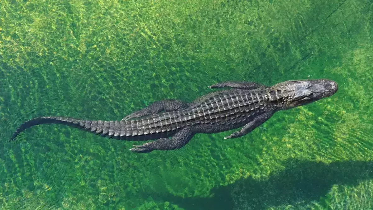 Man catches alligator using rubbish bin 