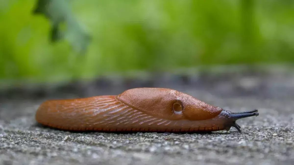 Man finds slug in meal at Nando's restaurant