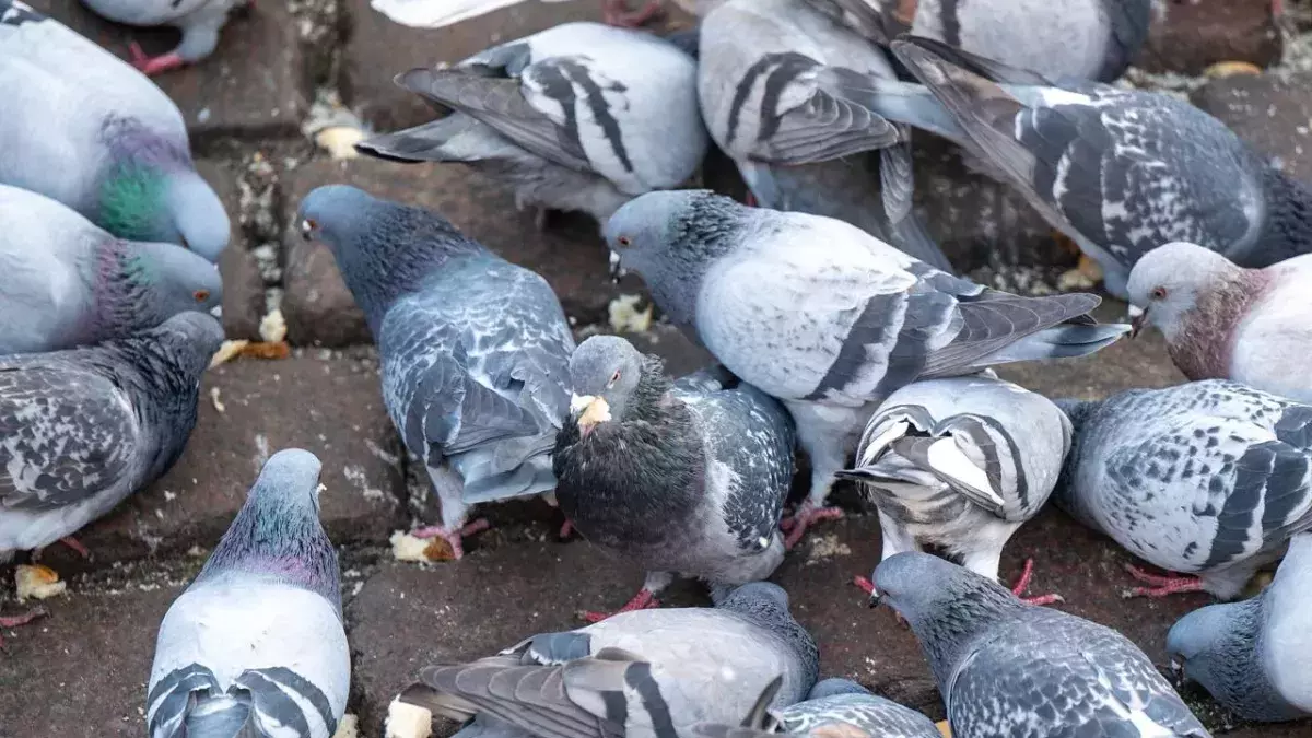 Man fined £1K for disturbing neighbours with his pigeons which are as loud as a plane