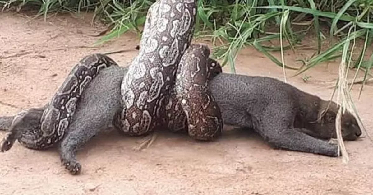 Massive boa caught on film wrapping itself around a wildcat