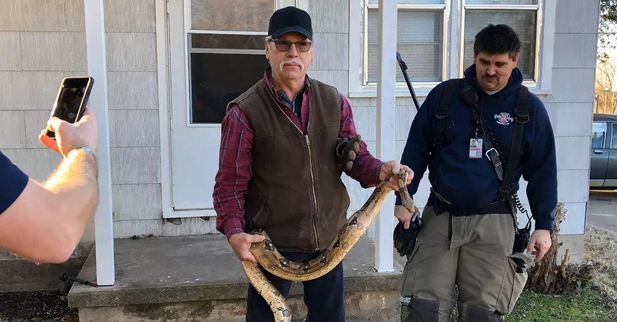 A Massive Boa Constrictor Was Found Inside A Couch