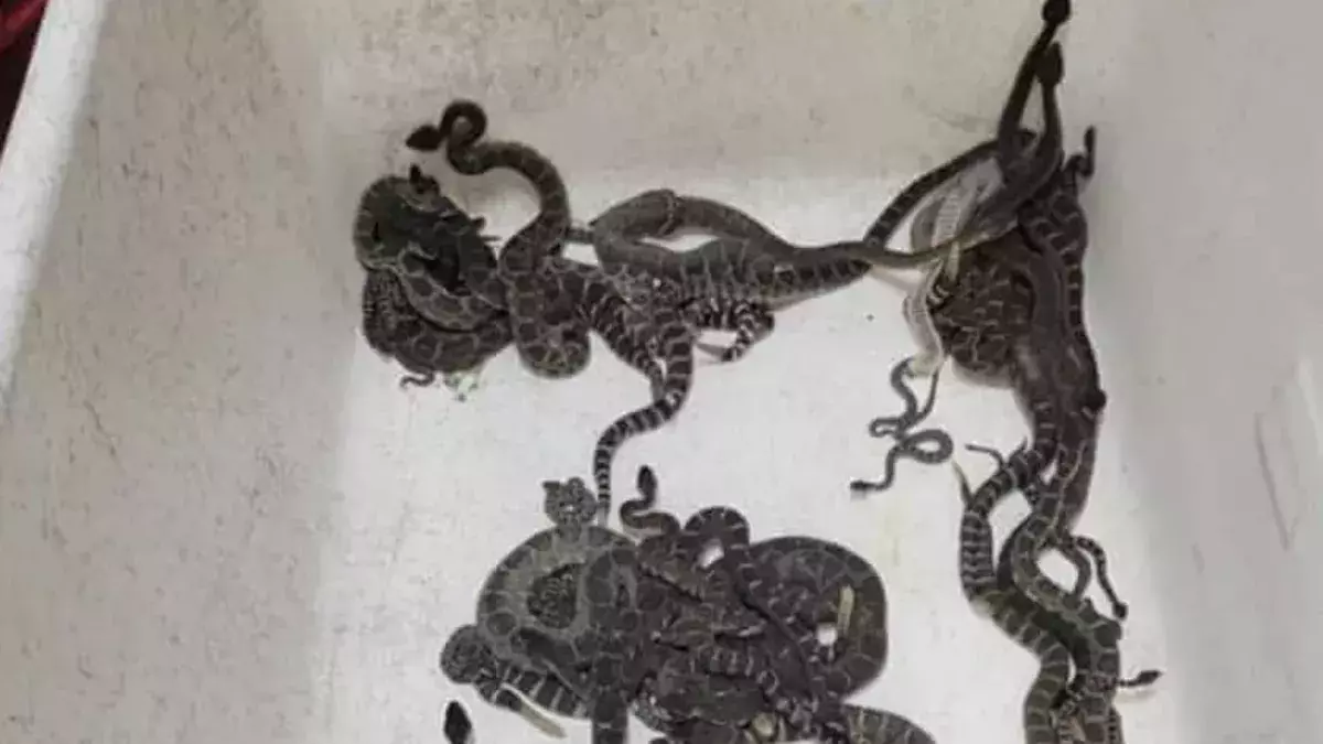 More than 90 rattlesnakes found under California home