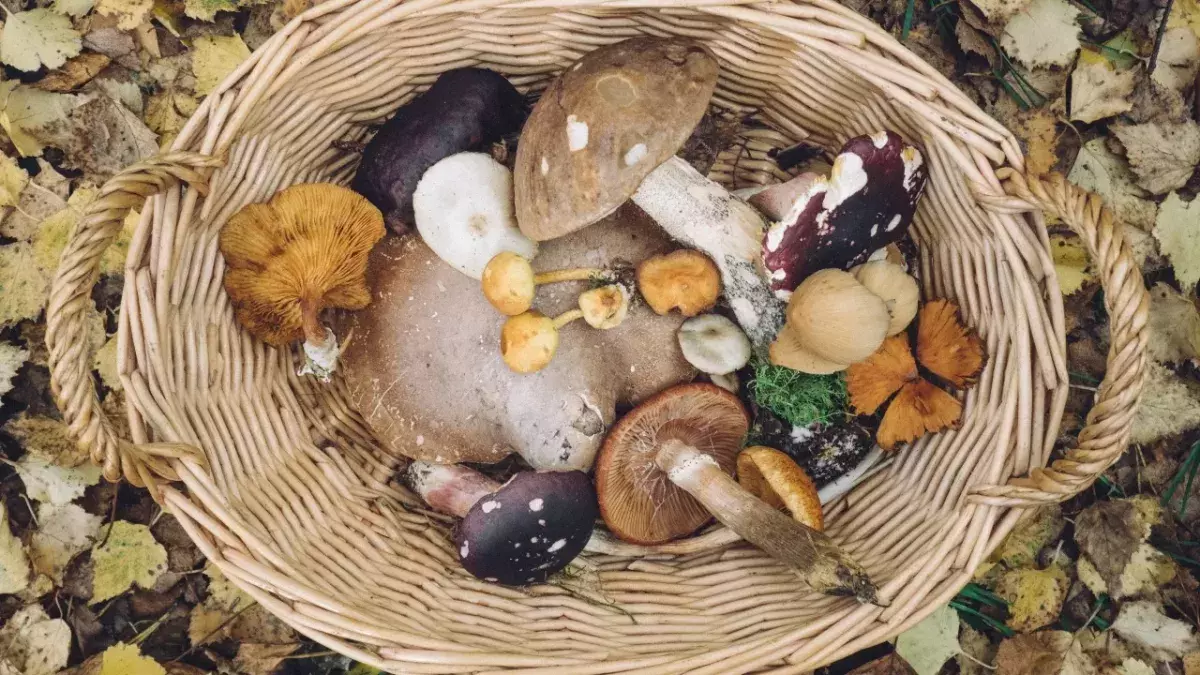 Mushrooms