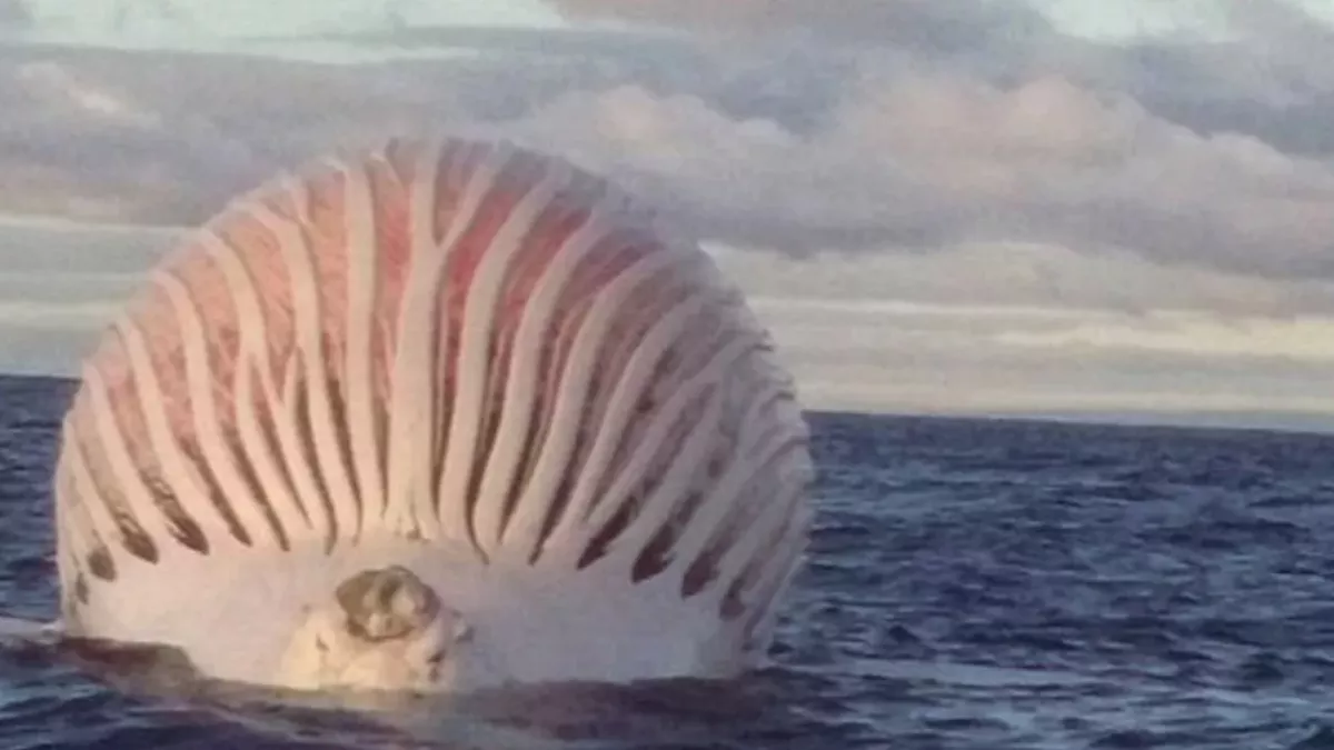This Mysterious Alien-Like Ball Appeared in the Ocean But What It Was Will Surprise You