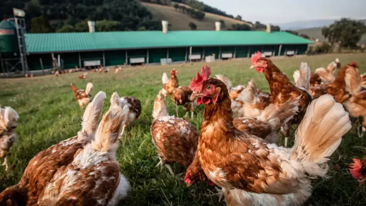 North Wales: Bird flu confirmed in poultry and wild birds