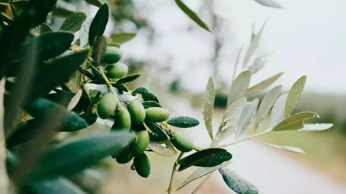 Olive branch