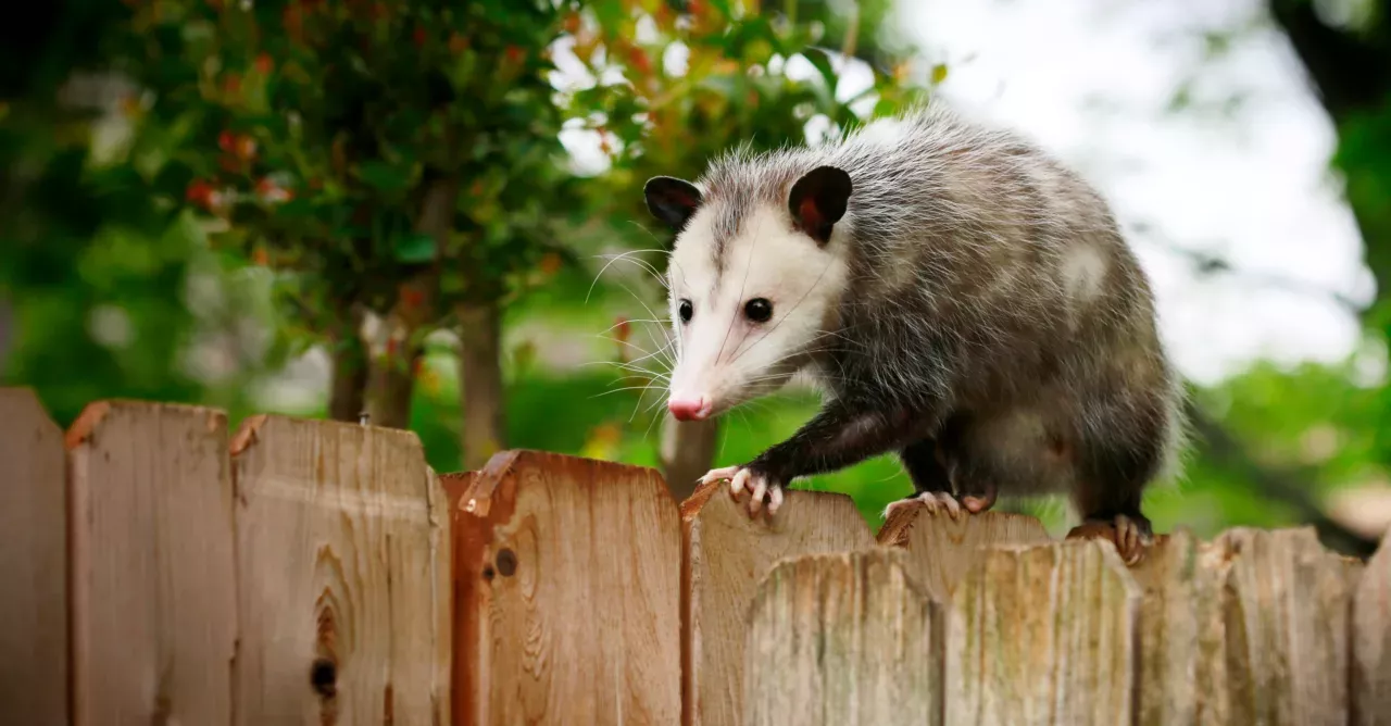 Opossum