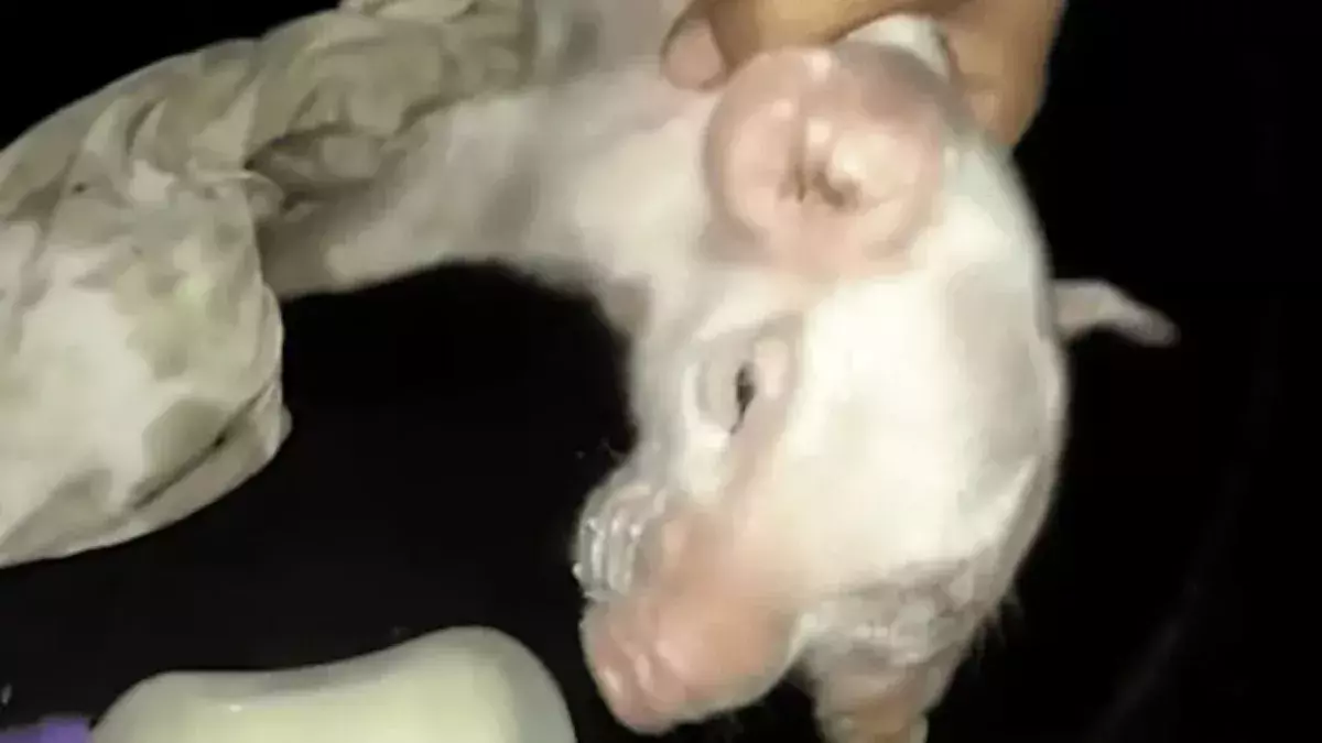 A piglet was born with a rare birth defect