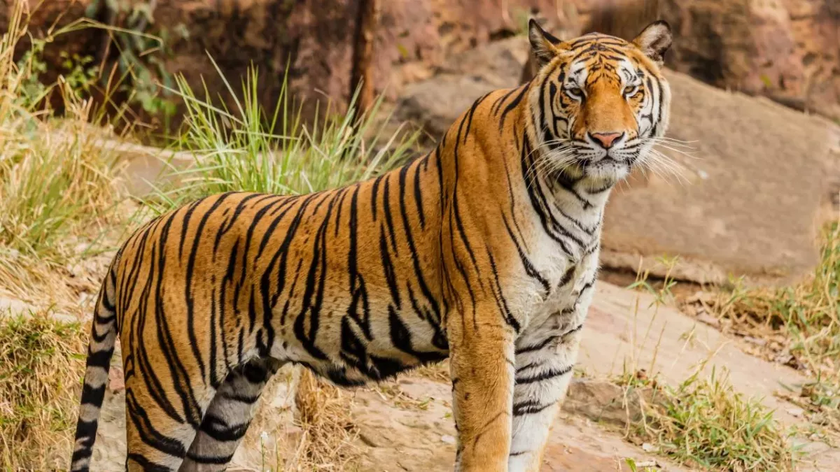 Poacher responsible for the death of 70 tigers has finally been caught by police