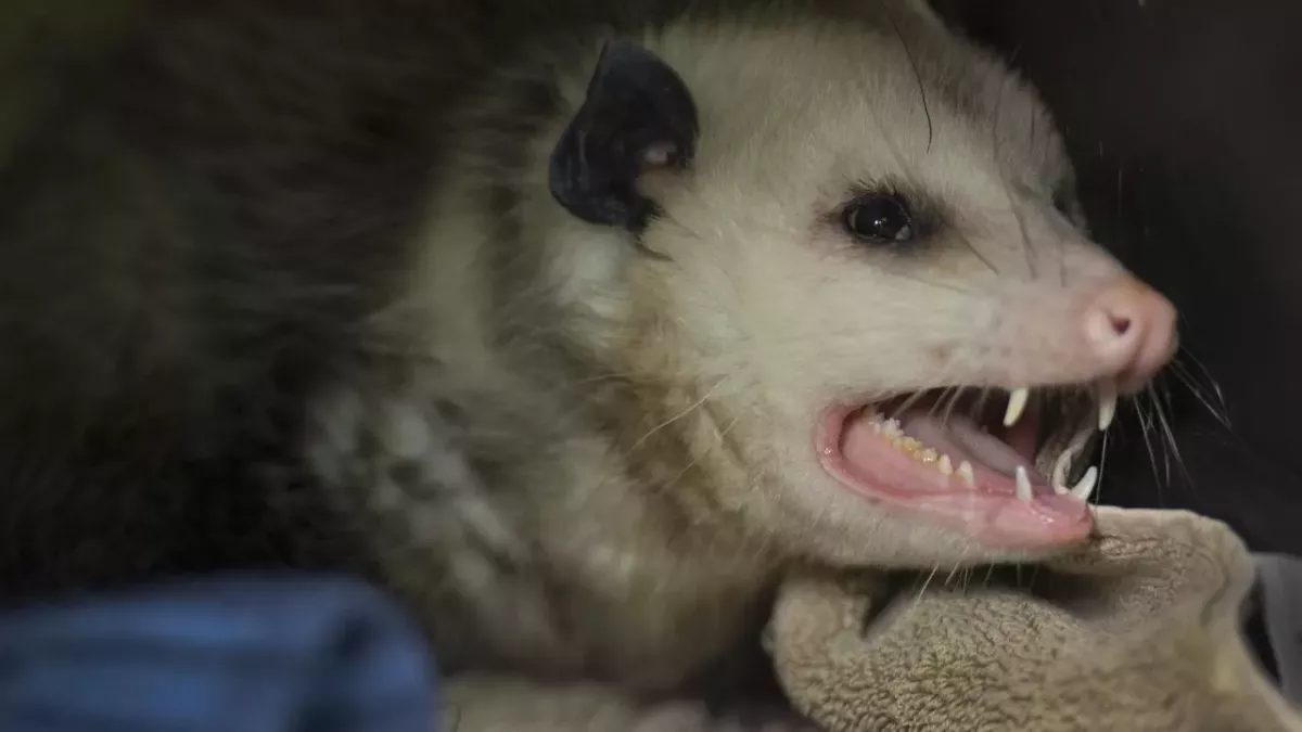 A possum holds a New Zealand woman hostage in her own home