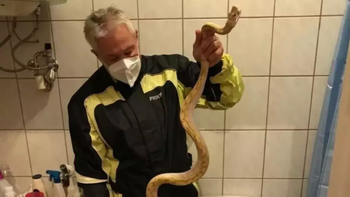 Python attack