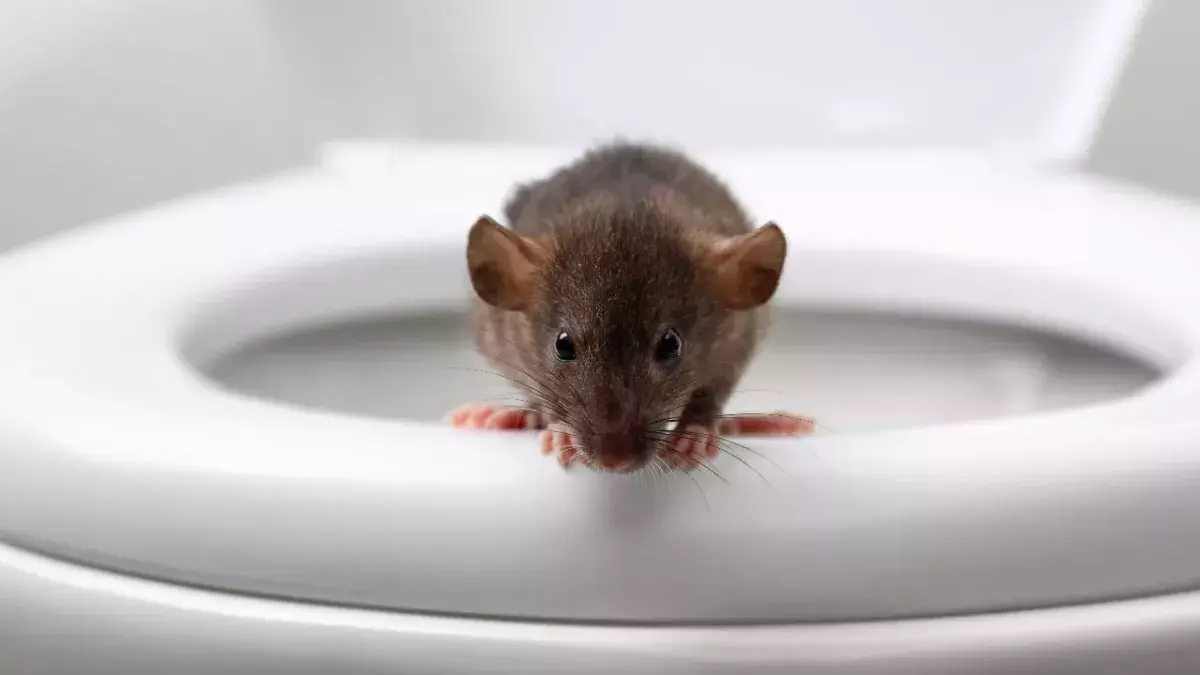 Rat infestation