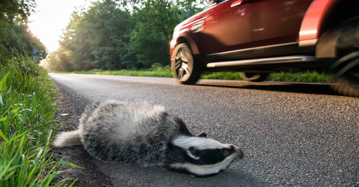 Roadkill