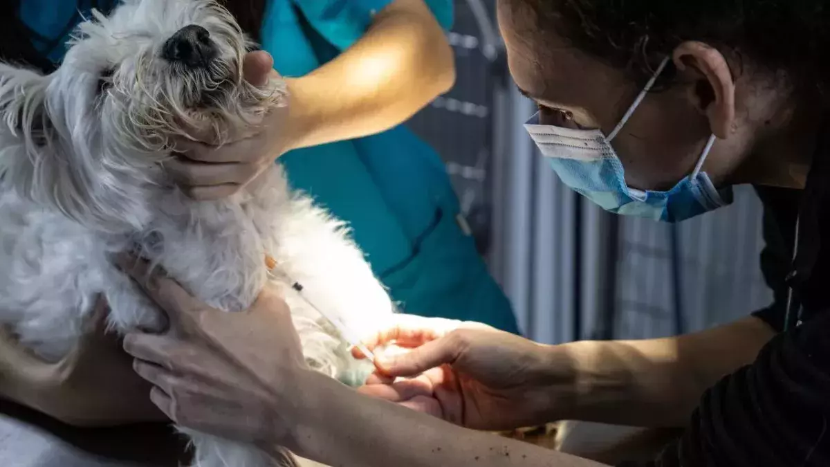 Russia Begins COVID Vaccine Rollout For Animals