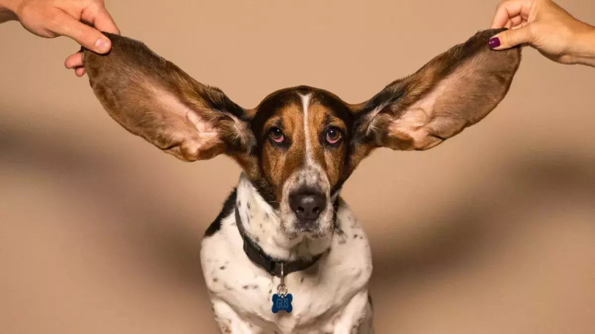 This sensory disorder allows you to 'see' sounds 