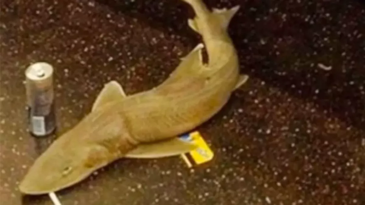 Shark in the New York metro