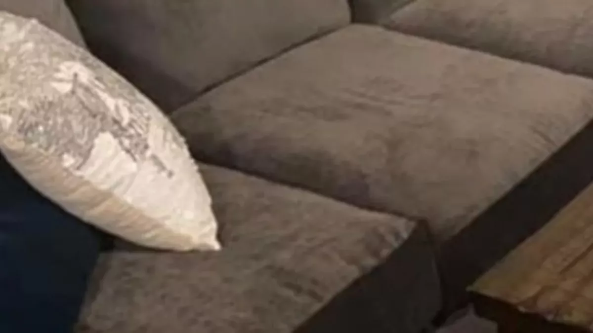She bought a used sofa and found something living in it