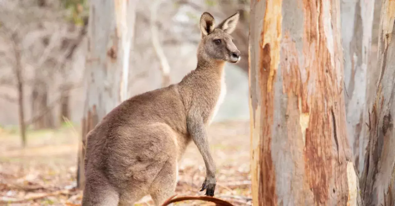 Shocking footage shows teenagers punching a kangaroo
