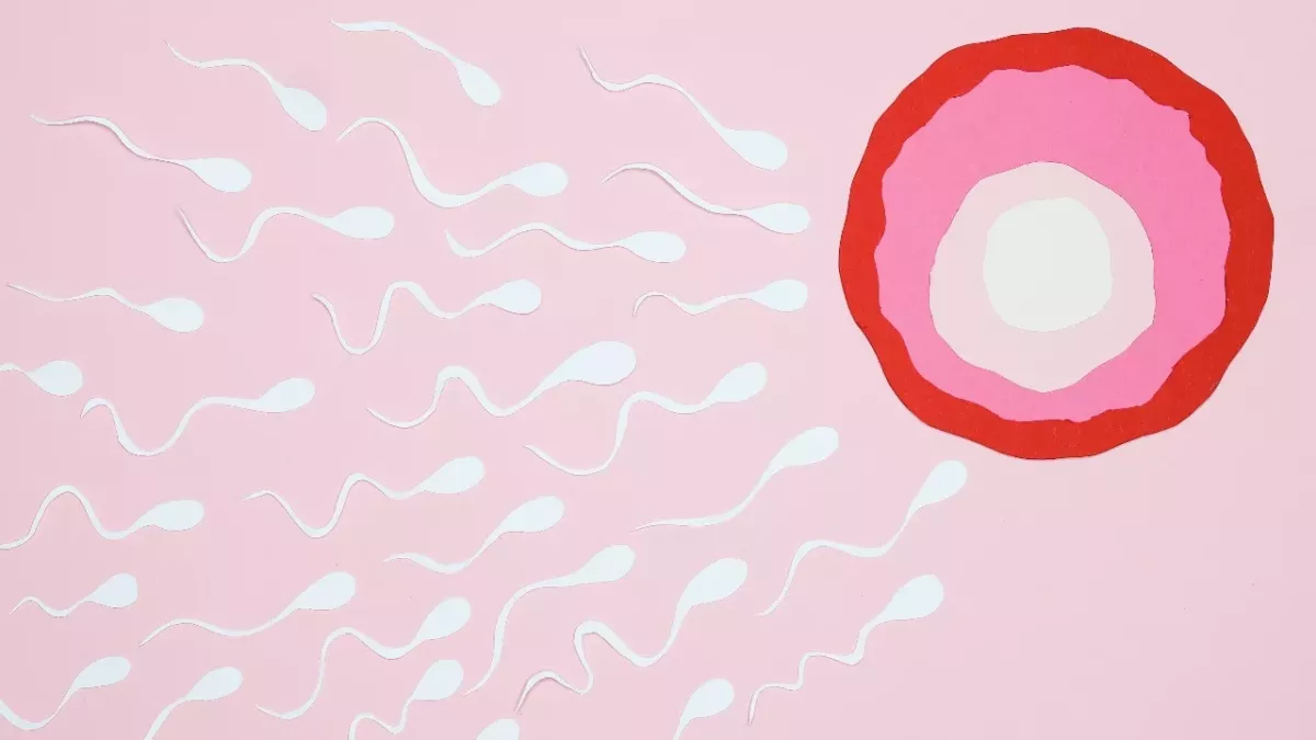 Sperm motility