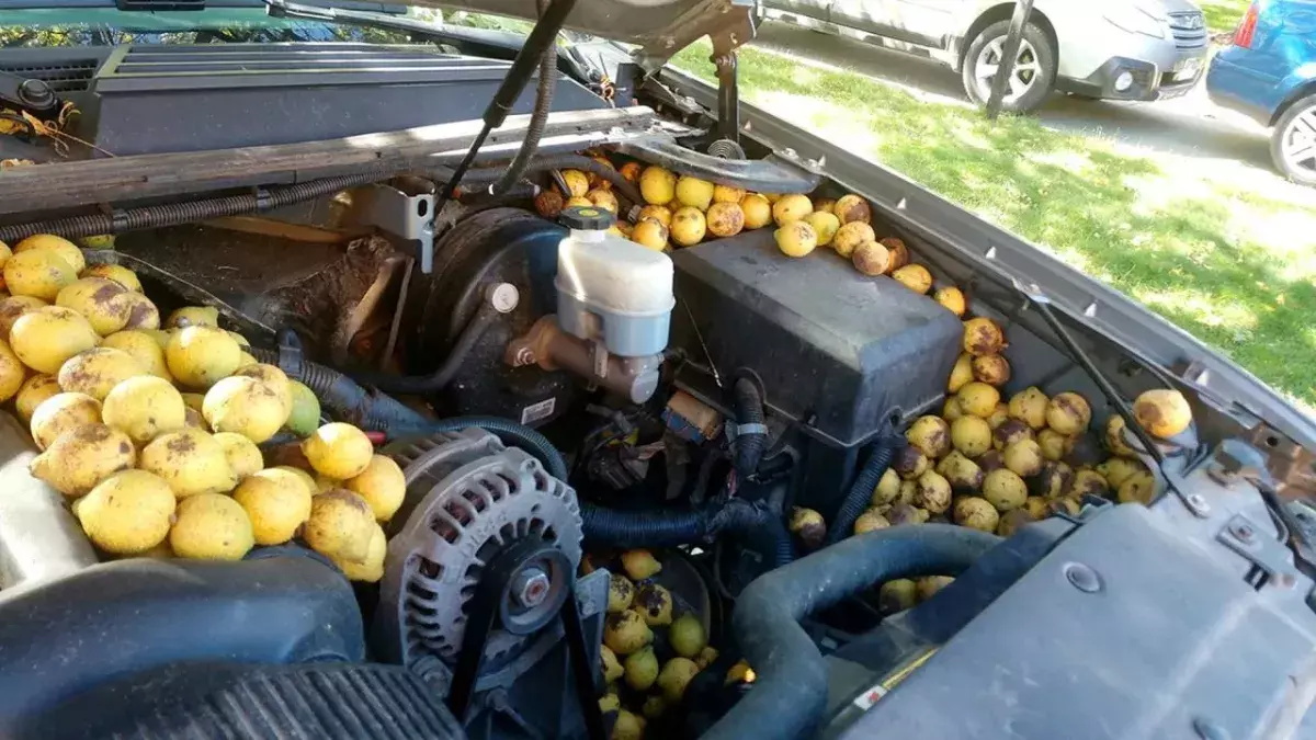 Squirrel goes nuts, stores 175 pounds of walnuts in pickup while owner was away. 