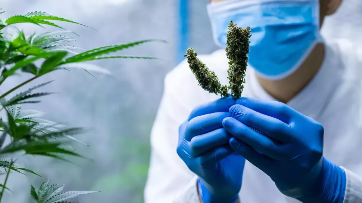 Study Shows CBD Can Kill Bacteria Responsible for Several Superbugs