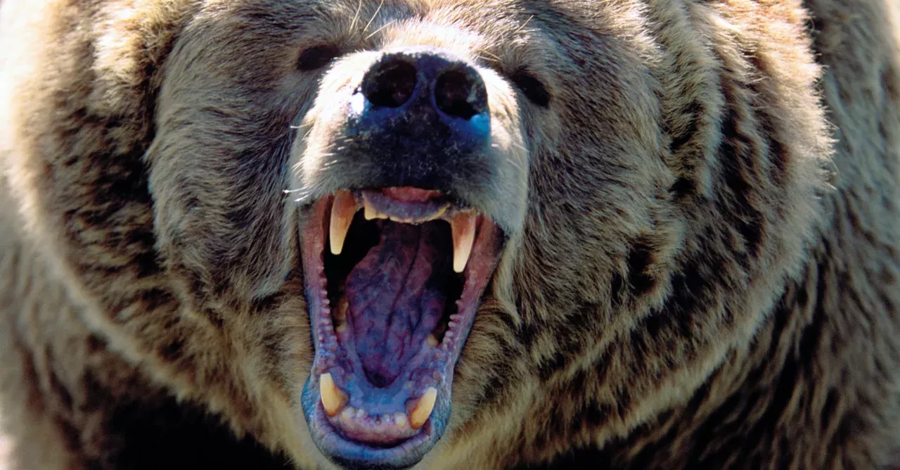 They adopted one of the world's most dangerous animals, to keep as a pet! 