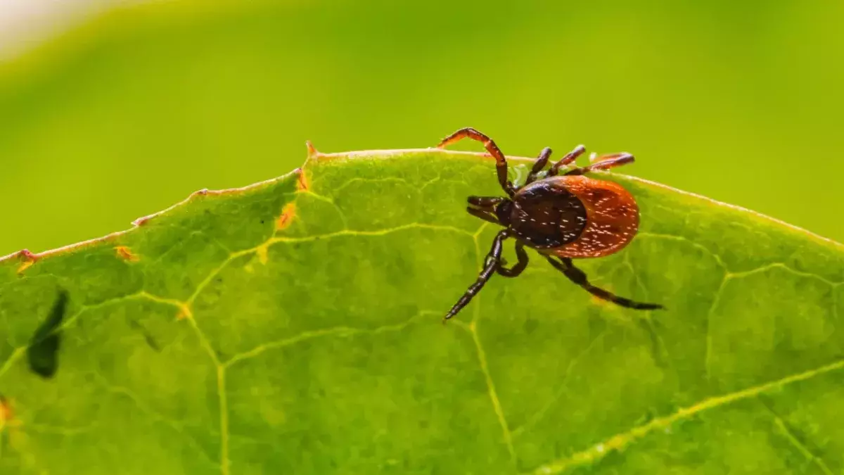 Ticks in the UK