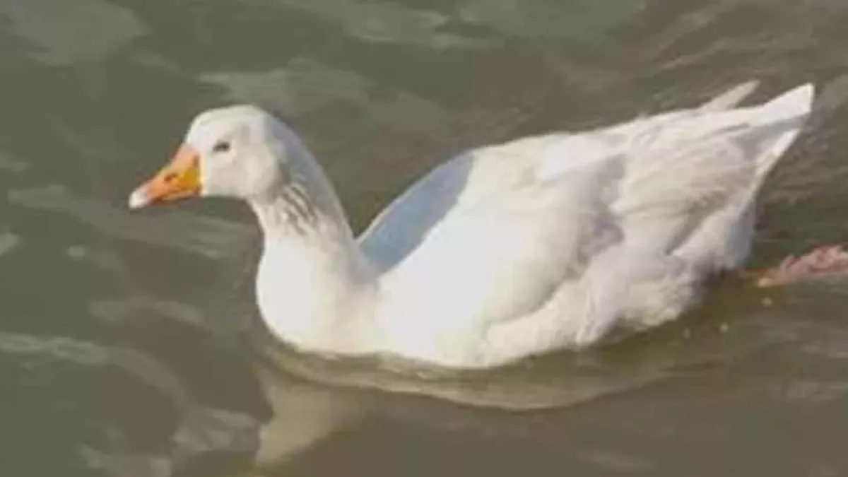 Town to erect statue in honour of a beloved goose