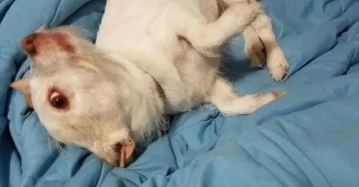 Twitter Is Baffled Because Nobody Can Figure Out What The Animal In This Photo Is