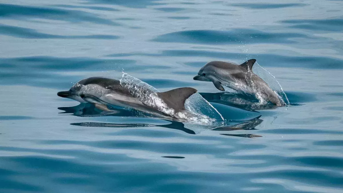 Virus detected in dolphin