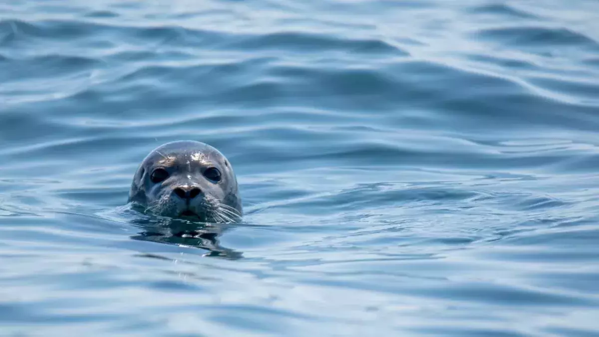Watch: The Hilarious Moment a Hungry Seal Slaps Kayaker With an Octopus 