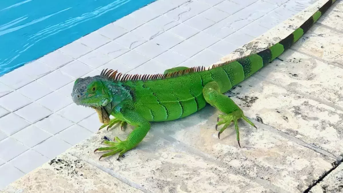 Watch: Iguana viciously attacks woman doing yoga on the beach