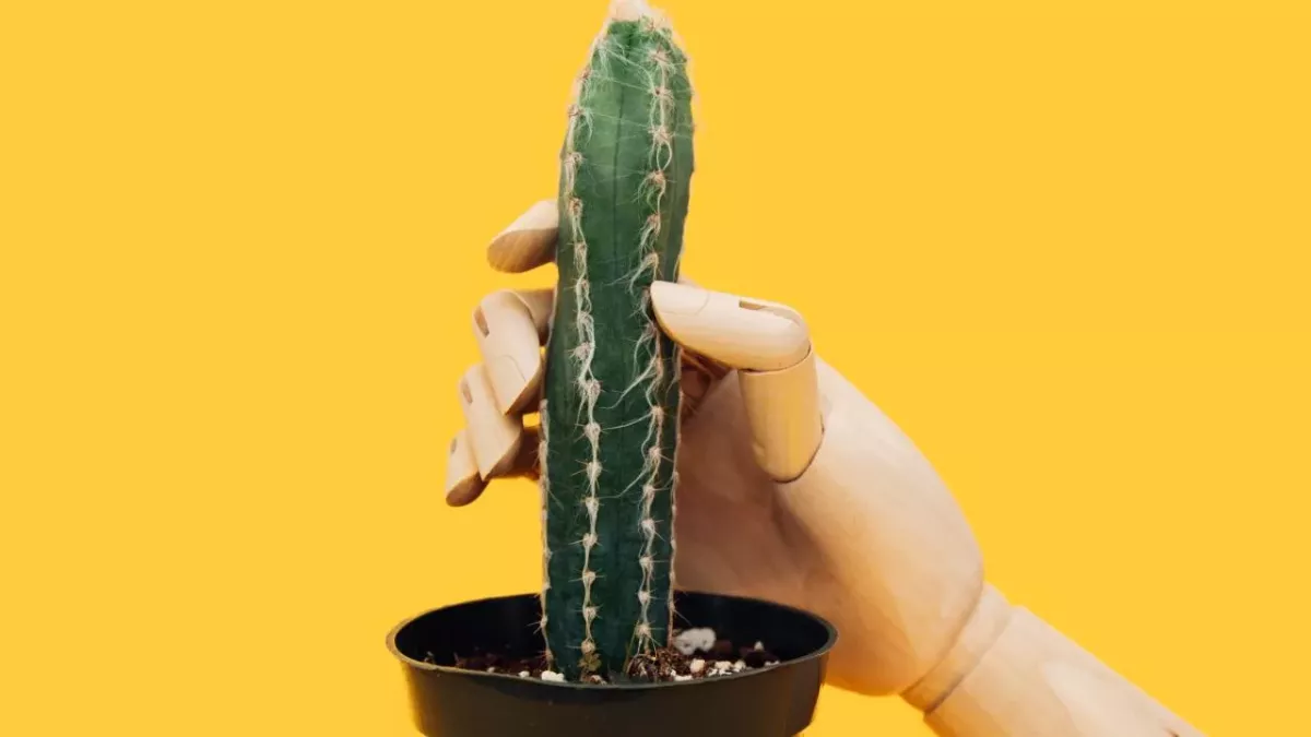 What causes penile burning after sex?