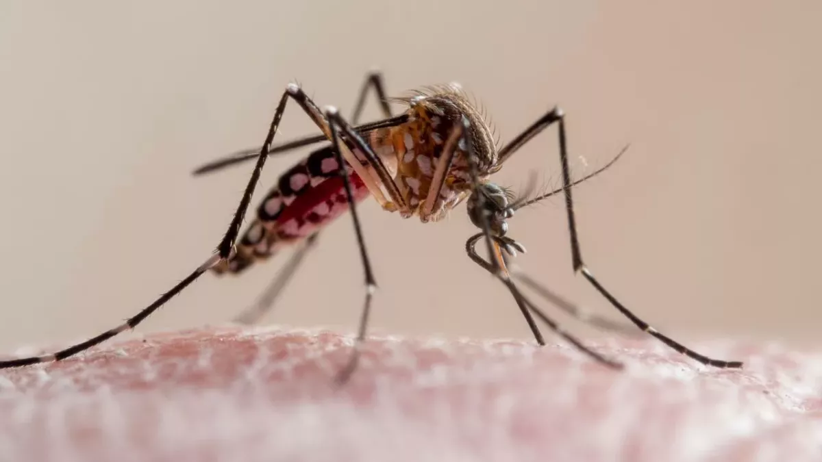 WHO approved world’s first malaria vaccine for rollout in Africa