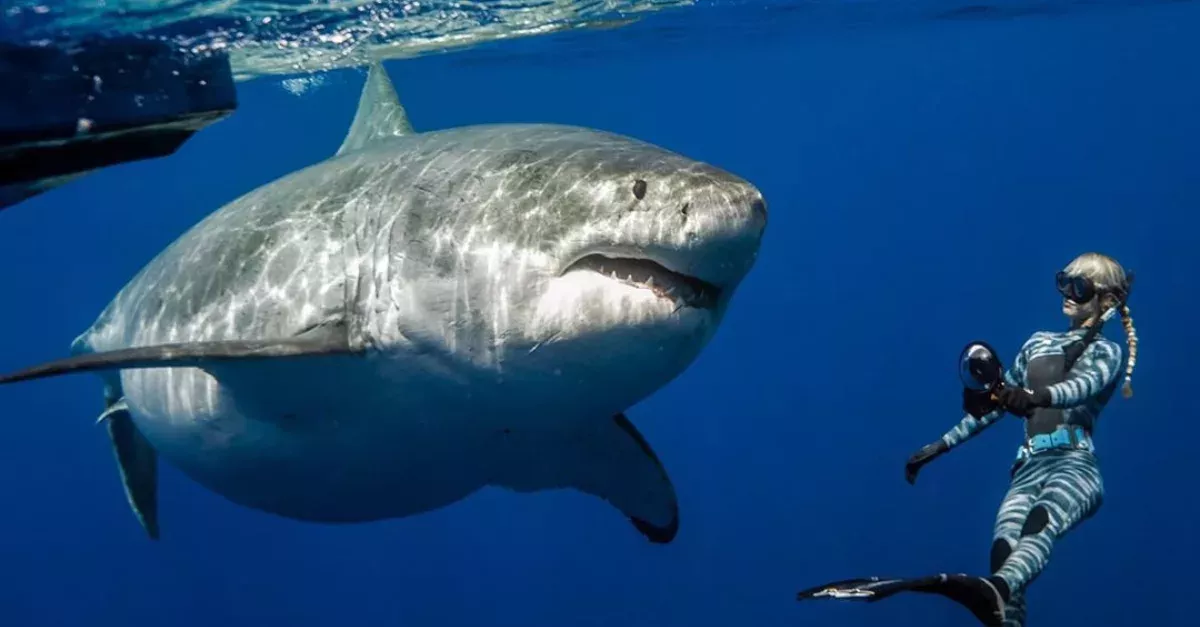 This Woman Is A Shark Whisperer: She Spends Hours With Them