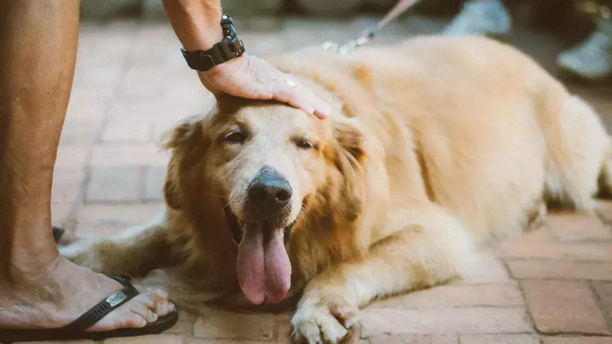 Woman sustains severe injuries after being attacked by her own dog