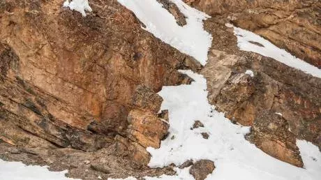 Would you believe there's an animal hidden in this picture?