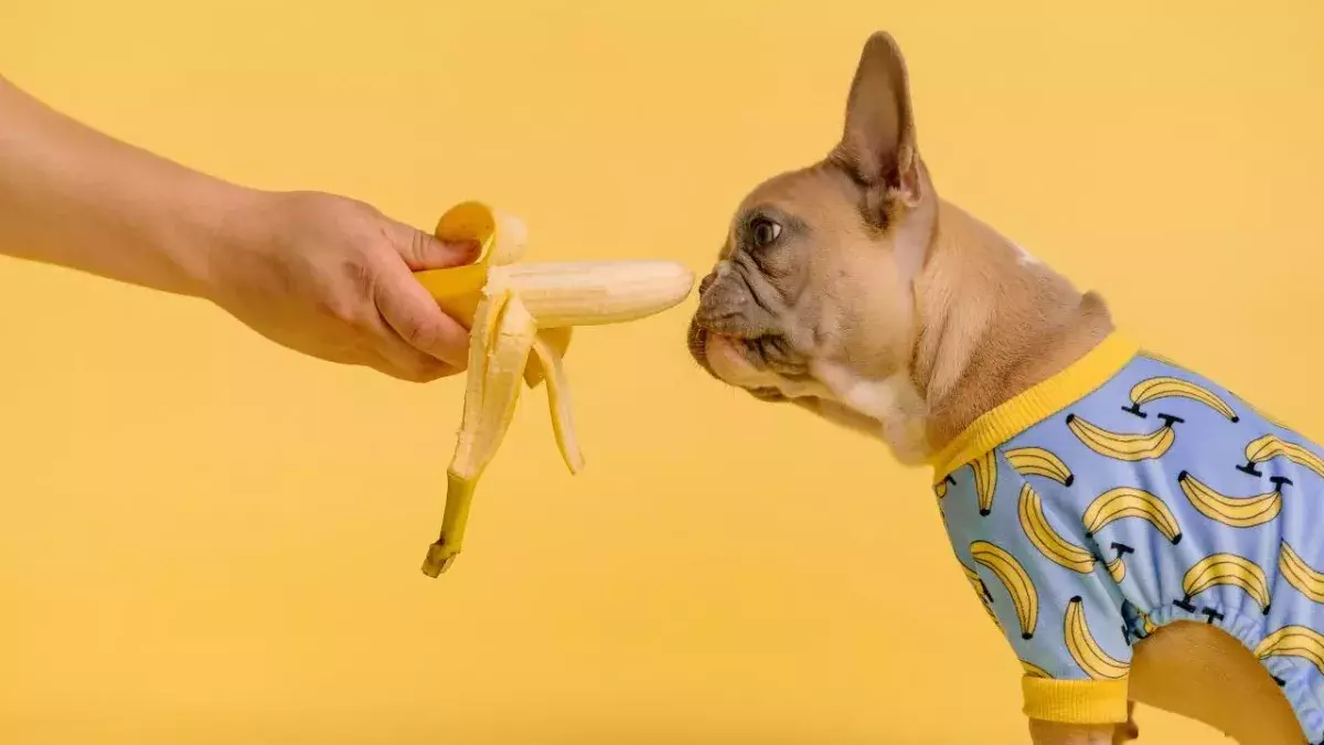 You could go to jail for putting your dog on a vegetarian diet