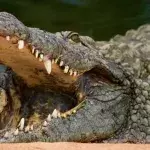 A 16-foot crocodile named after Osama Bin Laden has killed over 70 people in Uganda