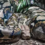 A 23 foot-long python swallowed a woman in Indonesia