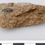 2,700-year -old poop shows ancient Europeans enjoyed beer and blue cheese