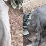 The 35-year-old rhino called Noelle had the names Julien and Camille etched into her skin
