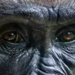 5 things you need to know about the gorilla, the largest of all primates