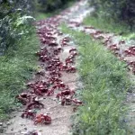 50 million crabs block roads as they migrate to the ocean to breed