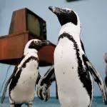 African Penguin