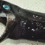 This Alien-Like Species of Shark Has Left Taiwanese Researchers Baffled