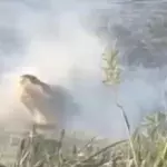 Alligator eats drone