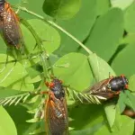 Americans are bracing for Brood X, the largest cicada invasion in 17 years
